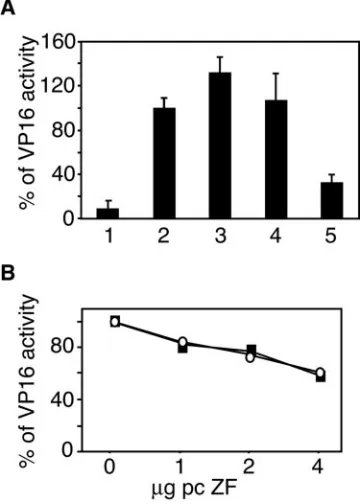 FIG. 7. Zhangfei forms a complex with VP16. Lysates from Verocells transfected as indicated in chart above (lanes 1 to 6) were immu-