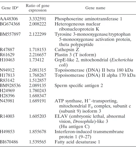 FIG. 8. The VP16-Zhangfei complex contains other cellular proteins. Results of two-dimensional gel analysis of VP16 immunoprecipitatedfrom cells expressing either VP16 (A) or VP16 as well as Zhangfei (B) are shown