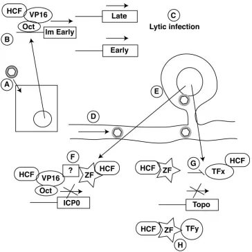 FIG. 10. Model for the potential role of Zhangfei in the establishment of HSV-1 latency in sensory neurons