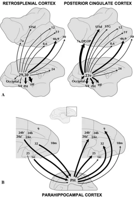 FIGURE 5. Monkey anatomy suggests that the default network includes multiple, distinct association areas, each of which is connected to other areas within the network