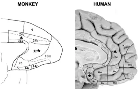 FIGURE 6. Architectonic areas within medial prefrontal cortex (MPFC) are illustrated for the monkey and human