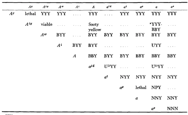Table of phenotypes of various combinations of A alleles (each phenotype, where known, is indicated by three symbols referring to back, belly and pinna hairs respectively) 