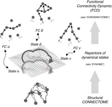 Figure 1. From structural to functional connectivity via dynamics. Structural connectivity  (SC)  of  a  neuronal  circuit  shapes  but  does  not  fully  determine  neural  dynamics