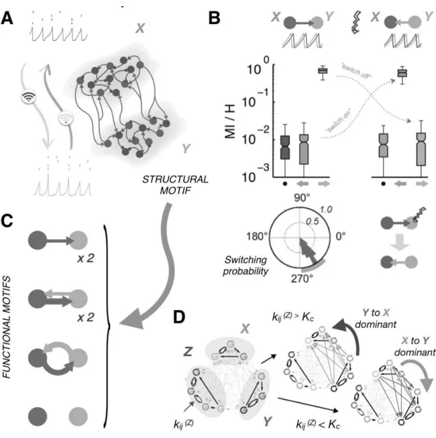 Figure 3. Functional Connectivity depends on the oscillatory state. A. A toy-brain of two  coupled model brain regions X and Y, undergoing sparsely synchronized oscillations