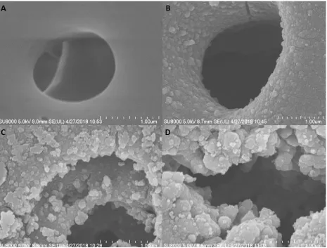 Figure 3.  PB covered porous PSF membrane flexibility (with 15 cycles PB synthesis procedure)