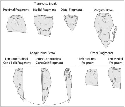 Figure 2.13 Identifying flake fragments and breakage patterns.  