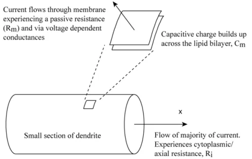 Figure 1.3: A section of a dendrite illustrating the flow of electrical current