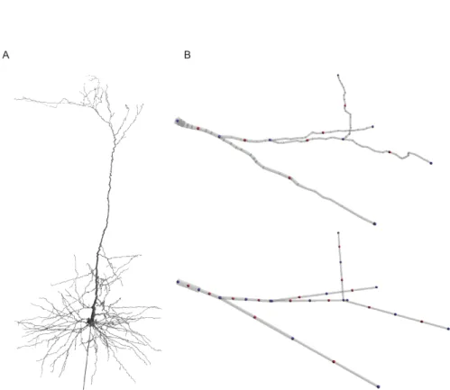 Figure 2.4: Detailed cell morphologies in neuroConstruct. A) A detailed reconstruction of a neocortical pyramidal cell (Mainen et al, 1995) imported into neuroConstruct from a NEURON morphology file