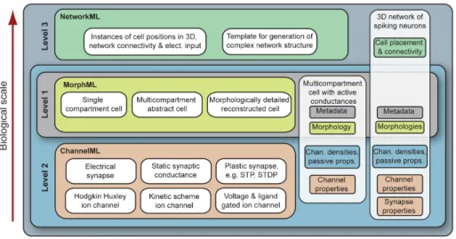 Figure 3.2: The three Levels as used in NeuroML v1.x, and the subcompo- subcompo-nents, MorphML, ChannelML and NetworkML