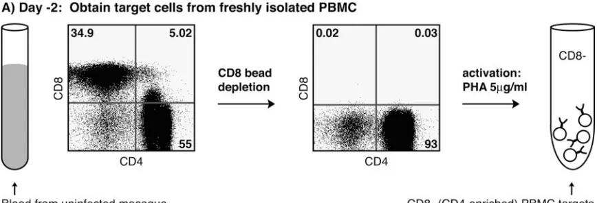 FIG. 1. VSA schematic. (A) Target cells are freshly isolated PBMC, depleted of CD8�(B) Effector cells are SIV-speciﬁc in vitro-stimulated CD8with SIV cells, and activated with phytohemagglutinin (PHA).� T cells that are sorted to high speciﬁcity