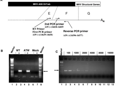 FIG. 5. Growth curves for MHV mutants. Replicate cultures in 96-well plates were infected at an MOI of 3 and harvested at the times shown,and titers were determined by plaque assays