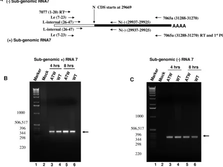 FIG. 7. Nested RT-PCR analyses for RNA7. (A) Schematic representation of the RT-nested PCR strategy and primers used to detect negative-and positive-sense subgenomic RNA7