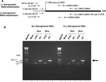 FIG. 8. Cells electroporated with ATW genomes do not synthesize RNA3. (A) Schematic representation of the primers used to detect bothpositive- and negative-strand subgenomic RNA3