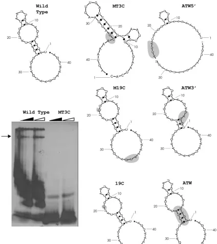 FIG. 1. Gel mobility shift RNase Telement mutants. Mutant nucleotides are shaded. The dark triangle represents increasing concentration of wild-type competitor RNA, and theopen triangle indicates an increasing concentration of nonspeciﬁc tRNA competitor