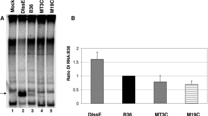 FIG. 2. Replication assays for DI RNAs B36, MT3C, and M19C. (A) Representative electropherogram of MHV-infected cells which weremock, DIssE, B36, MT3C, and M19C electroporated as indicated