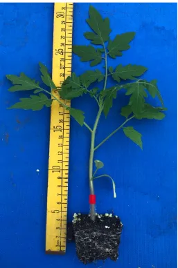 Figure 2.1. Tomato plants at the time of inoculation . Plants were 5 weeks old at time of sampling
