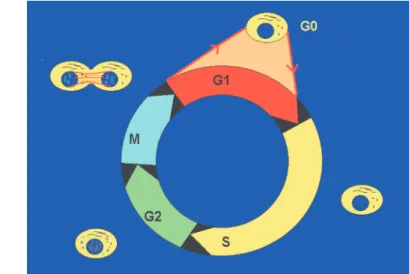 Figure 1. The cell cycle is generally split into three identifiable component parts by the flow cytometrist: G 0 G 1 , S and  G 2 M phases of the cell cycle.