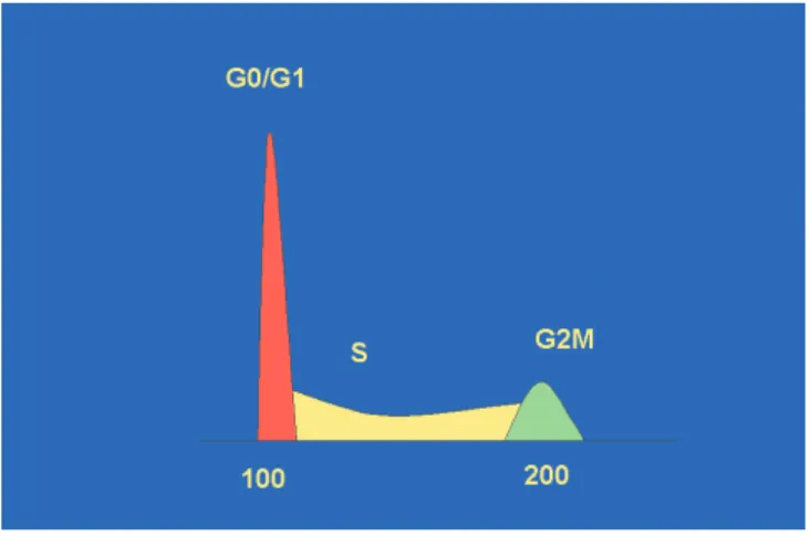Figure 2. This single-parameter histogram identifies populations in the various stages of cell cycle.