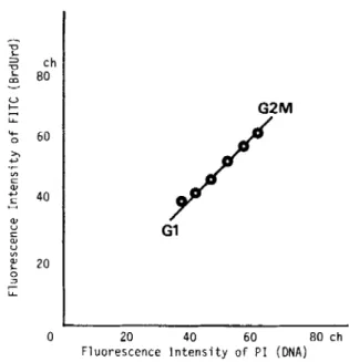 FIG.  2.  BrdUrd/DNA dot-plot distribution  of  asynchronously grow-  ing HeLa cells pulse-labeled  (for 10  min) with BrdUrd