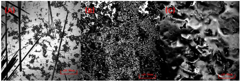 Figure 2. HLSM images of MB-GCE (A), PI-GCE (B), and MB/PI-GCE (C).