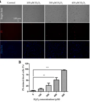 Figure 1. Exposure to H(SEM) percentage of cell death after exposure to indicated concentrations of HFigure 1.2O2 induces concentration-dependent cell death in SH-SY5Y cells