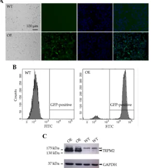 Figure 3. Generation of TRPM2-overexpressing SH-SY5Y stable cells. (WT and OE cells. The solid arrowheads in the top and bottom panels indicate TRPM2 and GAPDH,TRPM2 protein expression in the WT cells (lanes 3–4), where the GAPDH expression level was simil