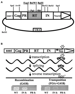 FIG. 1. Assays for Tf1 activity. (A) The plasmid used to express Tf1-neotransposition cells were ﬁrst replica printed to plates with FOA then to plates with FOA and G418