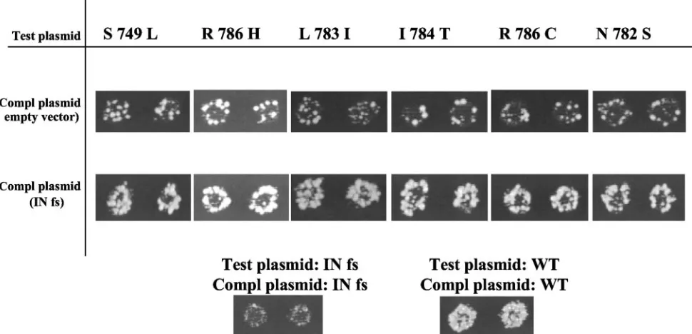 FIG. 5. Complementation analysis of Tf1-neoversions of Tf1 were measured using the assay described in Fig