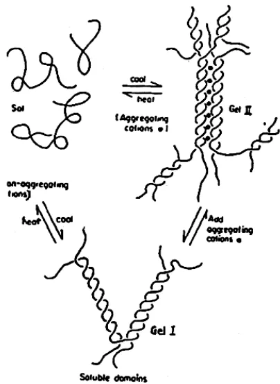 Fig. 5. Schematic representation of the domain model of carrageenan gelation (Adapted from 