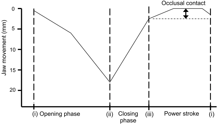 Fig. 10. Jaw movement during a single chewing cycle consisting of an opening, closing and 