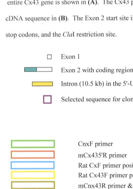 Figure 3.8 The Cx 4 3 selected cloning sequence 