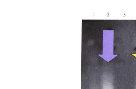 Figure 3.10 PCR screening of SM22a / pBs KSII- clones 