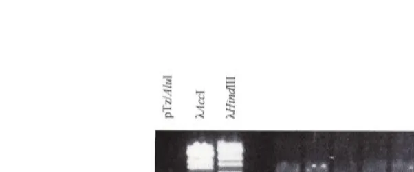 Figure 3.14 PCR testing of Cx43 / pBi5 colonies 