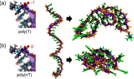 Figure 2.1. Representative initial and last simulation snapshots in this study. Total charge on the phosphate group (left), snapshot of the initial (center) and a final (right) structures of (a) regular poly(T)20, (b) neutral polyT, poly(nT)20  