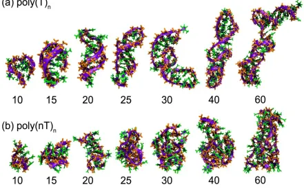 Figure 2.3. Simulation snapshots of (a) poly(T)n and (b) poly(nT)n representing equilibrated conformations after structure refinement in 0.5 M NaCl solution