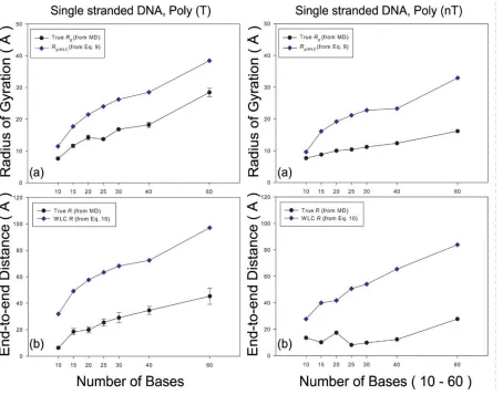 Figure 2.4. Radius of gyration (Rg) and end-to-end distance (R) of poly(T) and poly(nT)