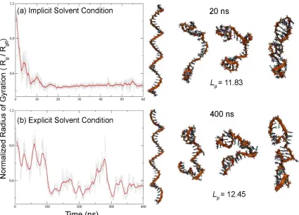 Figure S 2.2. Comparison between folding pathway and persistence length (Å) of poly(T)40via (a) implicit solvent simulations (60 ns) and (b) explicit solvent simulations (400 ns)