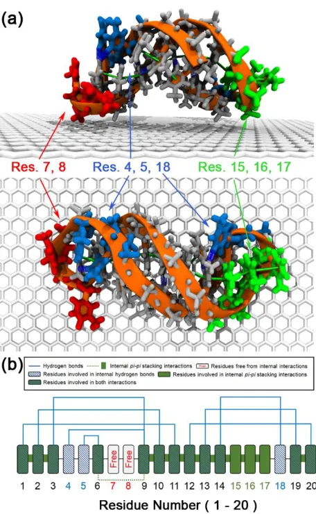 Figure 3.1. (a) Representative side and top view snapshots of initial conditions of pre-folded poly(T)20 on the graphene-based surface