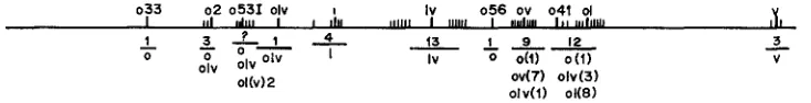FIGURE 5.-The The actual sequence is somewhat ambiguous since mapping data are limited by the inviability of heterozygotes