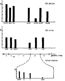 FIGURE 6.-A the mutant phenotypes index is based of the comparison of allelic complementation