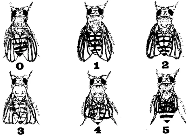 FIGURE 3 gote is rated senting the classifications 1.-Mutant index: A schematic drawing of the various dp mutant phenotypes repre- of the mutant index