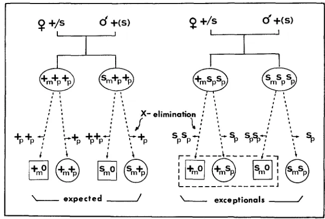 FIGURE 3.-Interpretative anomalous produced. indistinguishable from the expected normal offspring ering the following developmental stages as normal, exceptional sepia females could have been of appear X diagrams about the origin of the exceptional sepia f