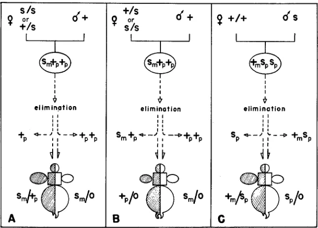 FIGURE 4.-Interpretative eliminated. The gynandromorphs represented through errors although, in parts