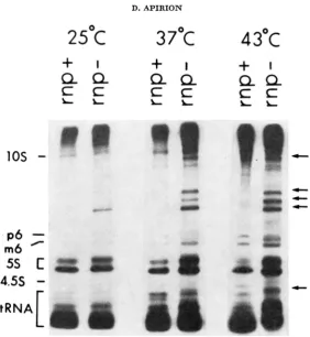 FIGURE 1.-Patterns processed and analyzed Cultures were grown in a low phosphate medium at portion of the gel was removed prior to the autoradiography in order to obtain a clearer view r p A 4 9  see RZP, of 30" the top part of the 10% gel