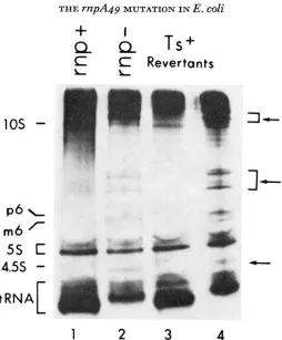 FIGURE 2.-Patterns further details see legend to to All procedure and, 30', tween Figure mpA49 of RNA synthesized in various strains at 43'