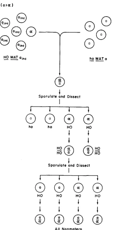 FIGURE 1.-Healing phenotype was mated with a heterothallic 