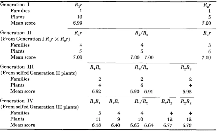 FIGURE 2.-Change in R r in level of R action when a paramutable R allele originally self-colored r aleurone is maintained in heterozygotes with alleles weaker in pigmenting potential than itself