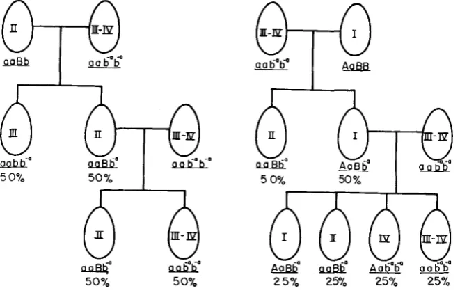 FIGURE 1.-Crosses indicating the genetic basis for the “Permanent Adolescents”, type 111-IV