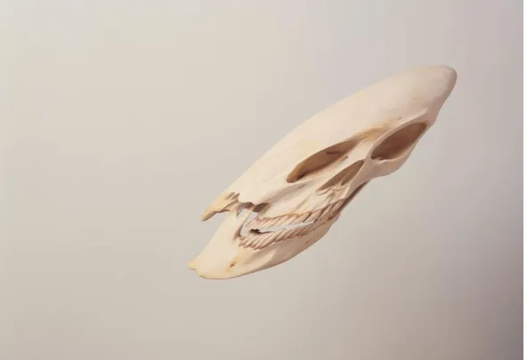 Figure 3.3: The distorted, anamorphic space in the installation skulls (Robert Lazzarini, 2000)