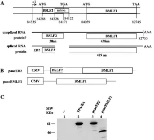 FIG. 2. Packagingof29332tion with an EB1 expression vector and transcomplemented or nottranscomplemented with an EB2 expression vector as indicated abovethe lanes